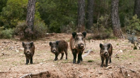 Wiederholt wurde bei Wildschweinen die Aujeszkysche Krankheit nachgewiesen. Das Virus zählt zu den Herpesviren und ist für uns Menschen ungefährlich. (Foto: IMAGO, IMAGO/imagebroker)