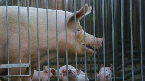 Auch Zuchtschweine sollten vor der Aujeszkyschen Krankheit geschützt werden.  (Foto: IMAGO,  imago/blickwinkel)