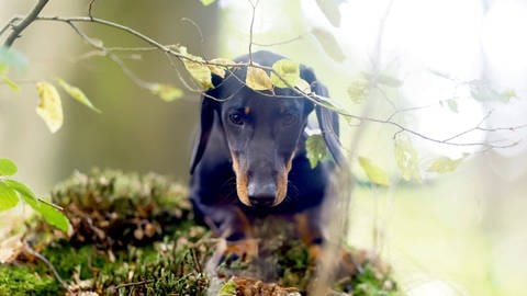 Jagdhunde gelten als besonders gefährdet für die Aujeszkysche Krankheit. (Foto: IMAGO,  IMAGO/Panama Pictures)