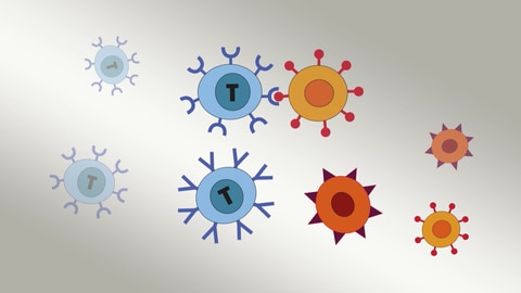 T-Zellen erkennen im Körper Kranheitserreger und Krebszellen. Mit ihren Bindungsstellen, den sogenannten Antigen-Rezeptoren, halten sie die schädlichen Zellen fest. Sie können dann vom Körper zerstört werden. (Foto: SWR)