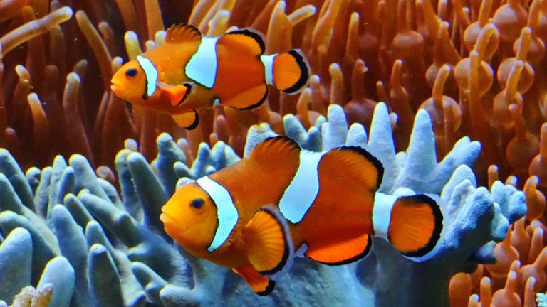 Japanische Forscher denken, dass Clownfische zählen können. Sie leiten das aus dem Revierverhalten der Tiere ab. Clownfische vertreiben fremde Artgenossen umso aggeressiver, desto mehr Streifen diese haben.   (Foto: IMAGO, imago images/CHROMORANGE)