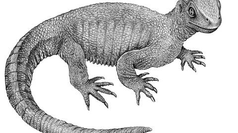 Die Ur-Schildkröte litt an Knochenkrebs. Dinos hatten auch schon Krankheiten wie Arthritis. Zeichung der Ur-Schildkröte