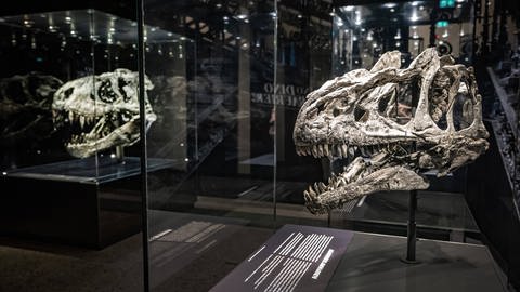 Das Gebiss des Dinosaurier deutet auf Entzündungen im Unterkiefer hin, haben Forschende herausgefunden. Dinos hatten auch schon Krankheiten wie Arthritis. "Tristan Otto" im Naturkundemuseum in Berlin. 