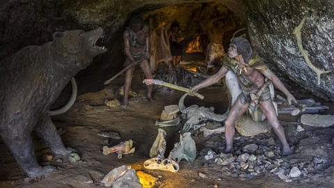 Diorama mit Neandertalern, die eine Höhle gegen einen Höhlenbär Ursus spelaeus verteidigen. Wiederentdeckt wurden die Werkzeuge aus der Steinzeit jetzt in einem Berliner Museum. Ausgegraben wurden die Funde in Le Moustier,  einem prähistorischen Fundplatz im Tal der Vézère bei Peyzac-le-Moustier im französischen Département Dordogne. (Foto: IMAGO, imageBROKER/alimdix/xArterrax/xPhilippexClément )