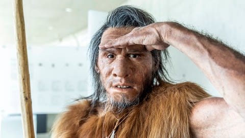 Neandertaler (Rekonstruktion) : Die Steinzeit begann war vor circa 2,6 Millionen Jahren und endete erst ungefähr 2.200 v. Chr. Die Steinzeit  gilt deshalb auch als der längste Abschnitt der Menschheitsgeschichte. Auf die Steinzeit folgten schließlich die Bronzezeit und die Eisenzeit. (Foto: IMAGO, IMAGO/Arnulf Hettrich)