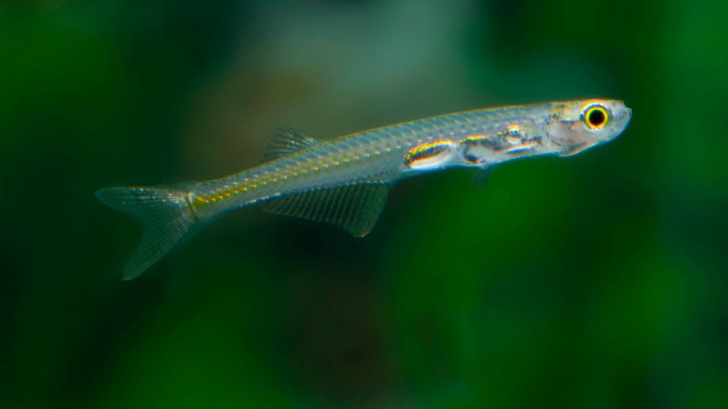 Hier: Danionella priapus. Fisch gehört zur gleichen Familie wie Danionella cerebrum und macht laute Geräusche. (Foto: picture-alliance / Reportdienste, picture alliance / Hippocampus-Bildarchiv | Frank Teigler)
