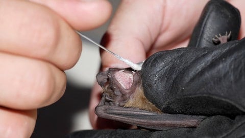 Entnahme von Speichelproben für die  Untersuchung eienr Fledermaus. Symbolbild. Viren, Krankheit, Gefahr (Foto: IMAGO, imagebroker)