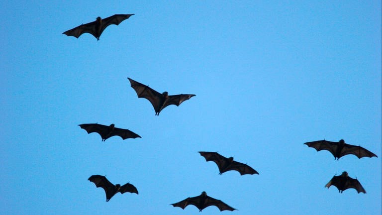 Graukopfflughunde am Himmel. Symbolbild: Fledermäuse. Sie können Viren übertragen - eine Gefahr ? (Foto: IMAGO, imagebroker)