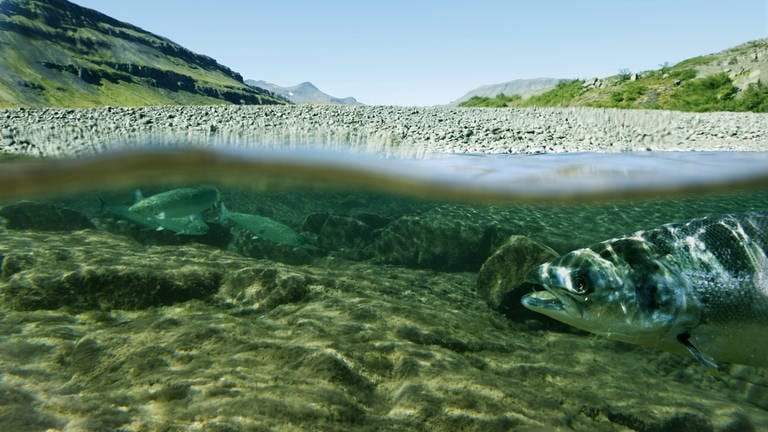 Ein Fisch schwimmt am Ufer entlang, im Hintergrund sind Berge zu sehen. Kann KI beim Artenschutz helfen?