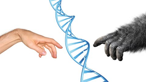 Menschen und Affen sind sich genetisch sehr ähnlich. Trotzdem haben der Mensch und Menschenaffen keinen Affenschwanz mehr. Forschende machen dafür ein Stückchen DNA verantwortlich. Symbolbild: DNA mit Menschen- und Affenhand (Foto: IMAGO, IMAGO)