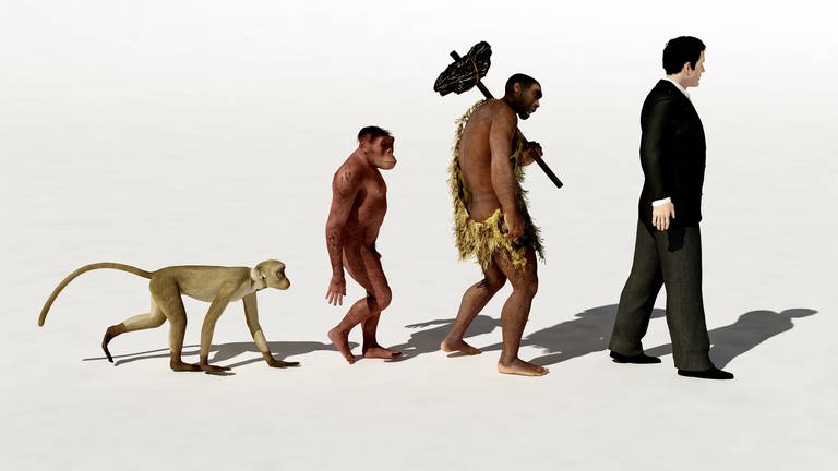 Der Mensch und Menschenaffen haben keinen Affenschwanz wie andere Primaten. Dafür verantwortlich ist ein kleines DNA-Stück, das das Ablesen eines Genes stört. Unklar ist, warum die Schwanzlosigkeit sich durchsetzte. (Foto: IMAGO, IMAGO/Panthermedia)