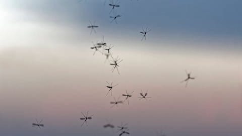 Wärmere Tempartaturen sorgen dafür, dass Moskitos immer weiter von Süden nach Norden vordringen und in Europa tropische Viren verbreiten. Tanzende Mücken im Abendlicht (Foto: IMAGO, IMAGO/Zoonar)