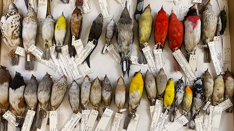 Vögel scheinen sich im Laufe der Jahre an die Folgen des Klimawandels anzupassen.  (Foto: Pressestelle, Field Museum, Michigan)