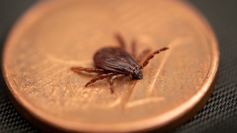 Braune Hundezecken stehen auch im Visier der Hohenheimer Parasitologen  (Foto: dpa Bildfunk, Foto: Fabian Sommer/dpa)