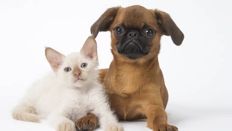 Manchmal können auch Hunde und Katzen soziale Bindungen entwickeln