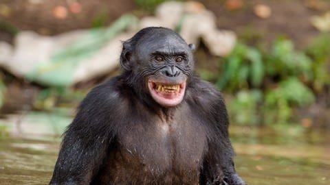 Männliche Bonobos könnten ihren Rang vererbt bekommen, statt ihn sich aggressiv zu erkämpfen.