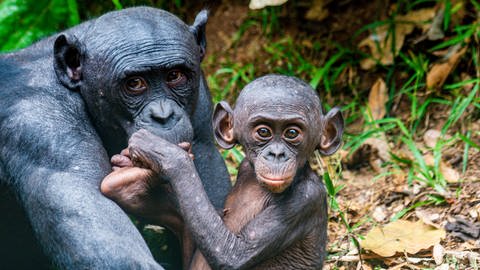Gegenüber weiblichen Bonobos sind die Männchen nicht aggressiv.