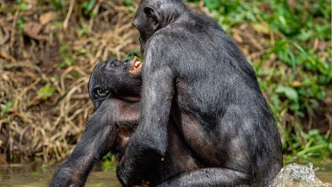Bonobos lösen Konflikte über Sex - dabei machen sie keinen Unterschied beim Geschlecht. Dass sie dennoch auch aggressive Konflikte austragen, ist neu. 