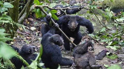 Schimpansen verhalten sich so aggressiv, dass sie sogar manchmal Artgenossen innerhalb ihrer eigenen Gruppe und sogar Jungtiere töten. Bei Bonobos wird das nicht beobachtet.