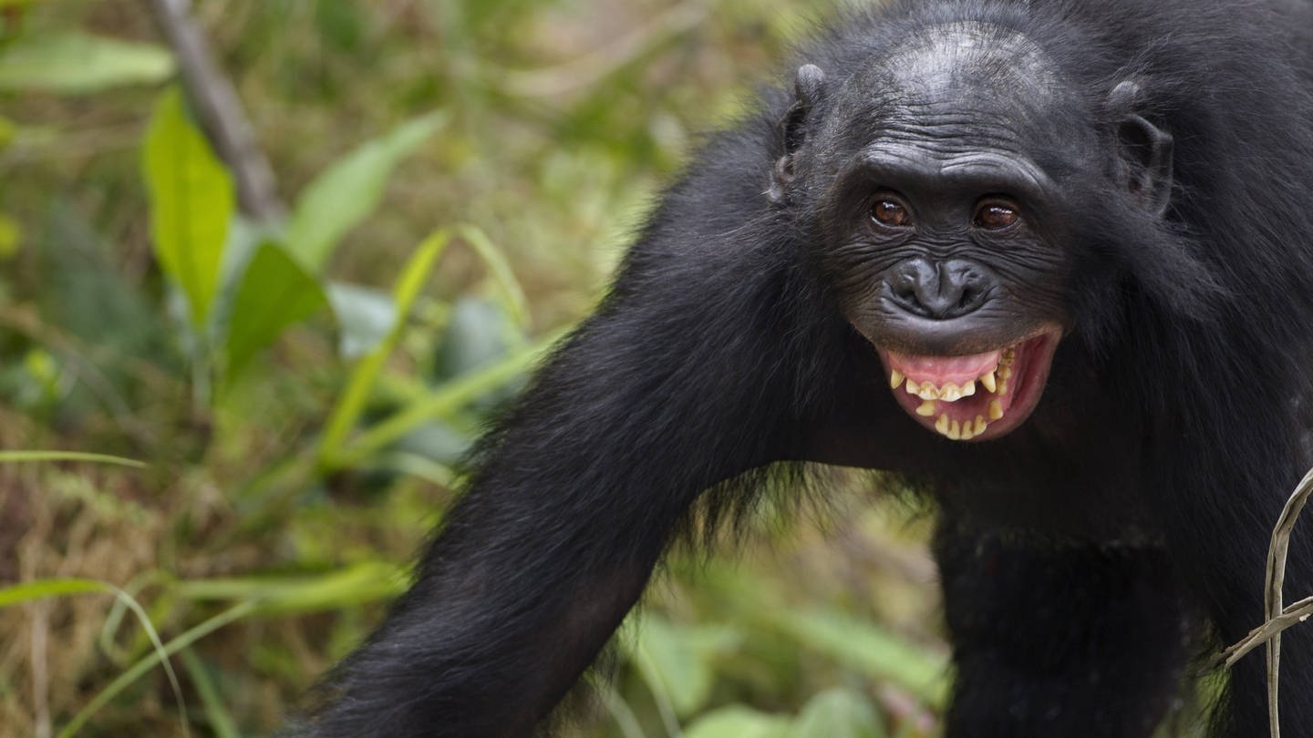 In einer Feldstudie wurde erforscht, wie aggressiv sich Bonobos und Schimpansen gegenüber ihren Artgenossen verhalten. (Foto: IMAGO, IMAGO / Nature Picture Library)