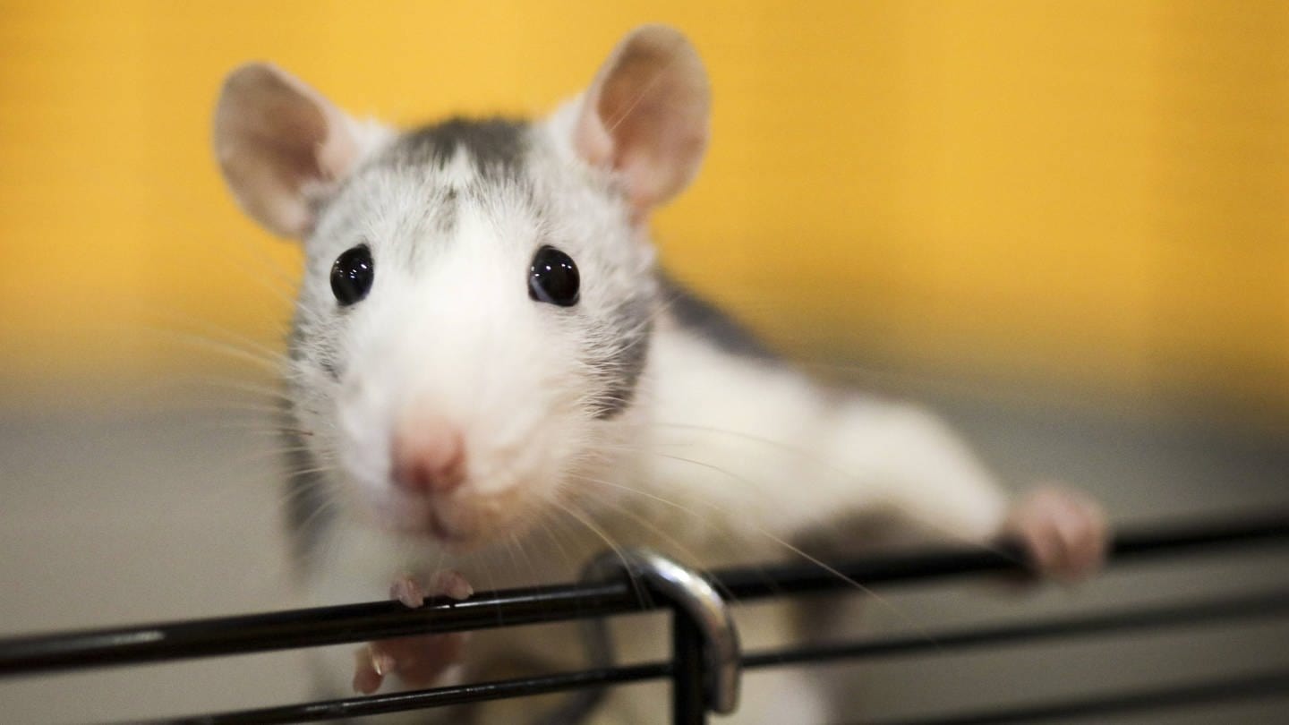 Zum ersten Mal ist es gelungen, funktionsfähige Gehirnzellen von Ratten in das Gehirn von Mäusen einzupflanzen. Das Ergebnis: ein chimäres Mischhirn. (Foto: IMAGO, IMAGO / photothek)
