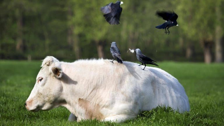 Vogel rupft Fell einer Kuh für Nestbau.