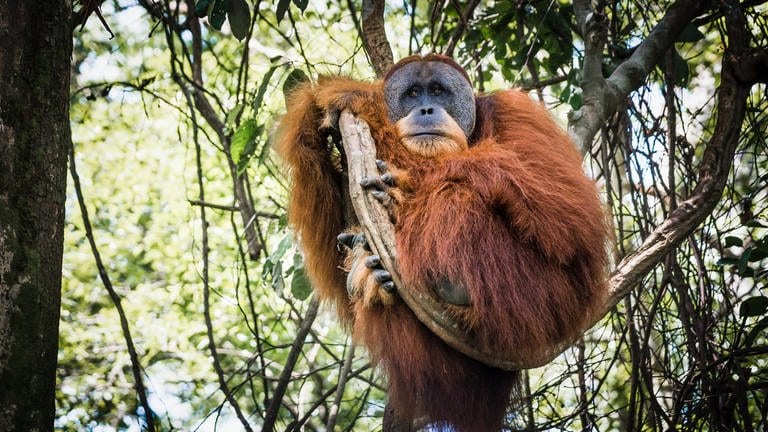 Eine Verhaltensforscherin hat beobachtet, wie ein Orang-Utan im Freiland eine Wunde mit einer bestimmten Heilpflanze äußerlich versorgt hat | Orang-Utan im Baum (Foto: IMAGO, IMAGO / Wirestock)