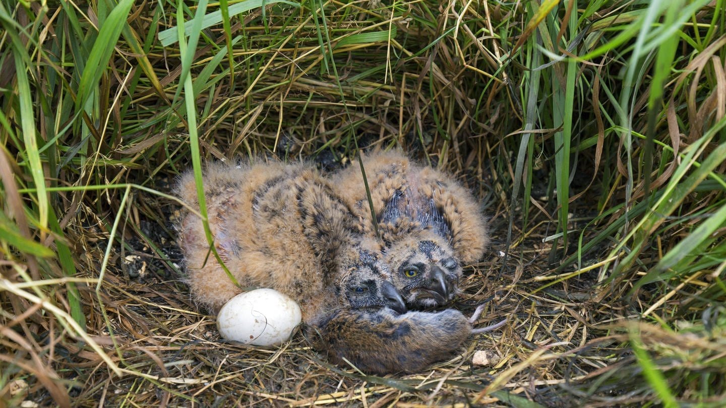 Lärm schädigt die Entwicklung von Vögeln bereits im Ei. (Foto: IMAGO, imago)
