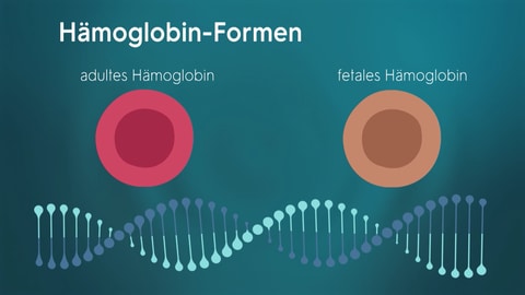 Menschen haben Gene für die Herstellung von zwei Hämoglobin-Arten haben. Bei Thalassämie ist das Gen für das adulte Hämoglobin fehlerhaft. Durch die Therapie mit der Genschere CRISPRCas kann der Mangel ausgeglichen werden. 