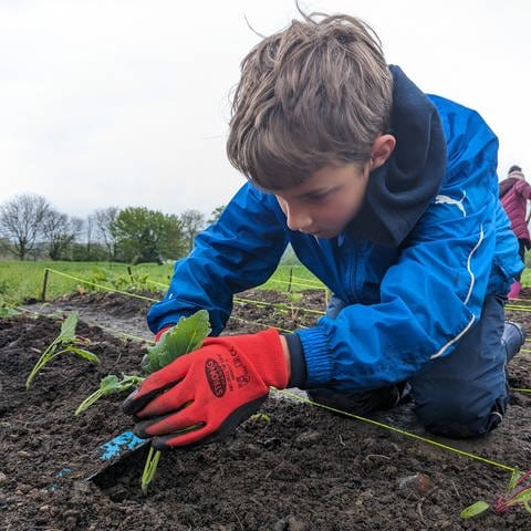 Kind pflanzt Gemüse ein.