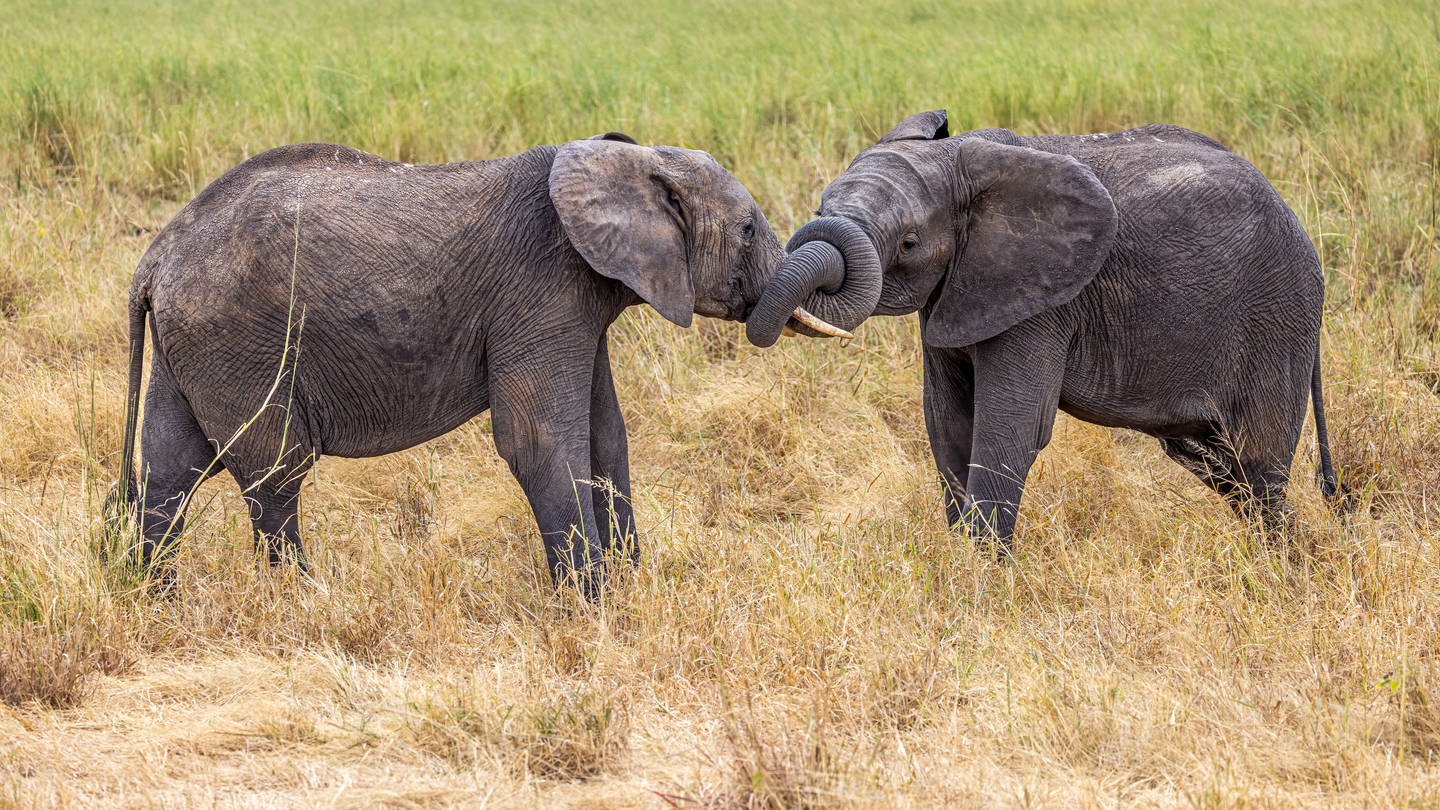 Wie sich afrikanische Elefanten begrüßen, richtet sich danach, ob sie ihr Gegenüber sehen oder nicht und in welcher Beziehung sie zu ihm oder ihr stehen. Die Dickhäuter verwenden bei der Begrüßung verschiedene Arten von Bewegungen wie Ohrenklappen, trompetenartige Töne und Berührungen. (Foto: IMAGO, IMAGO/Cavan Images)