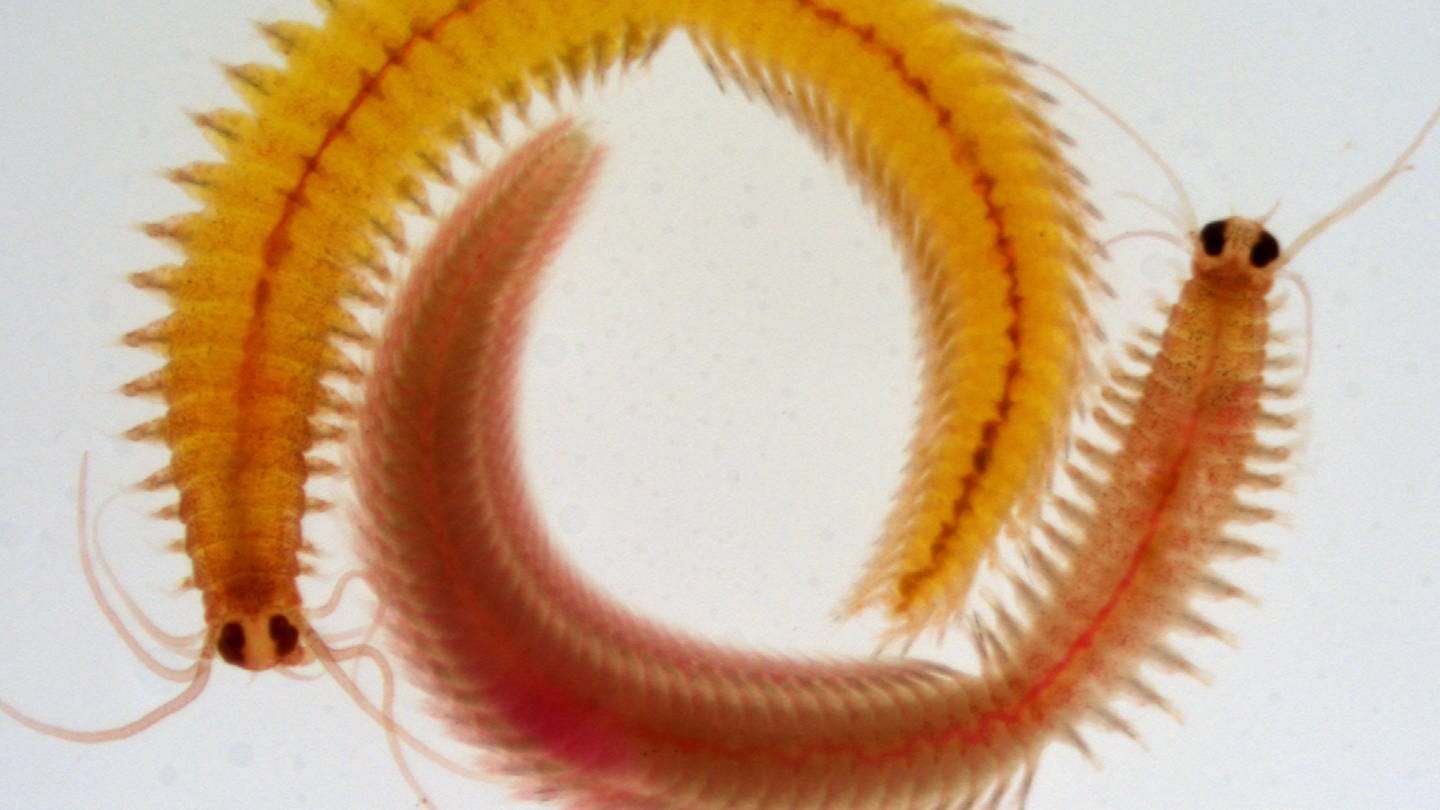 Erst kurz vor ihrem Tod entwickeln sich die Meeresringelwürmer zu Weibchen und Männchen. Forschende haben herausgefunden, dass der Meereringelwurm seine Borsten wie im 3D-Drucker herstellen. (Foto: dpa Bildfunk, Juliane Zantke)
