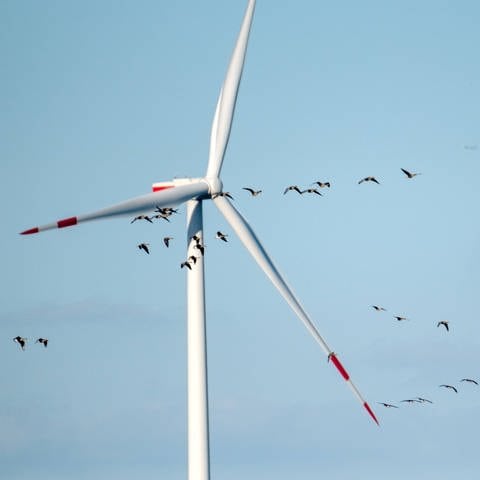 Ein Gänseschwarm fliegt dicht an einer Windradturbine vorbei.