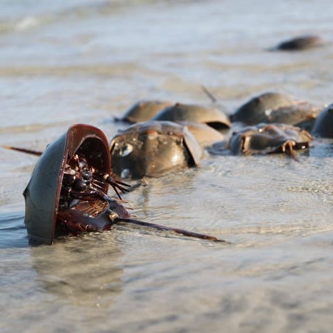 Pfeilschwanzkrebse treffen sich zur jährlichen Paarung am Strand.