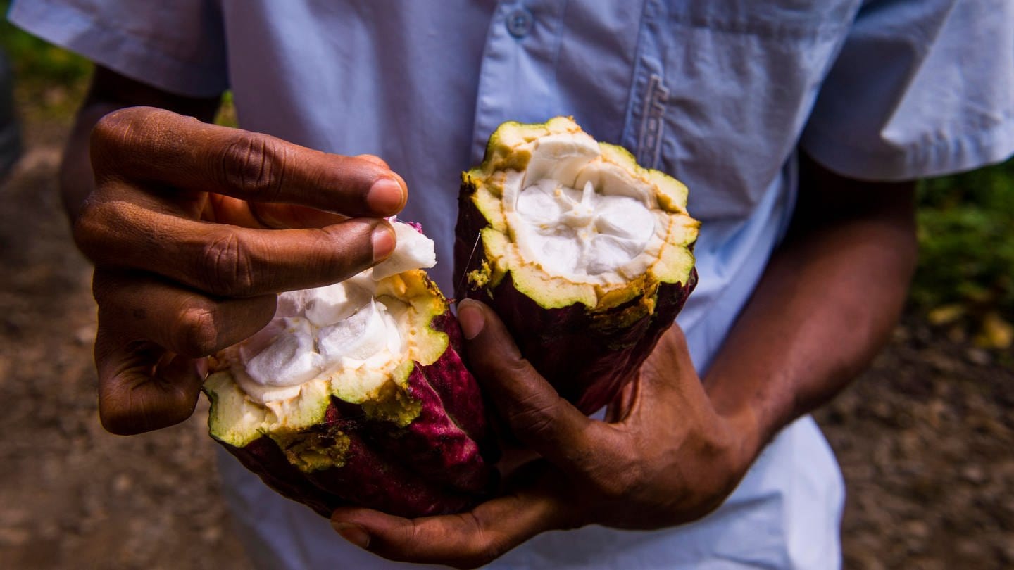 Ein Mann zeigt eine offene Kakaobohne. (Foto: IMAGO, picture-alliance / Reportdienste, picture alliance / imageBROKER | Michael Runkel)