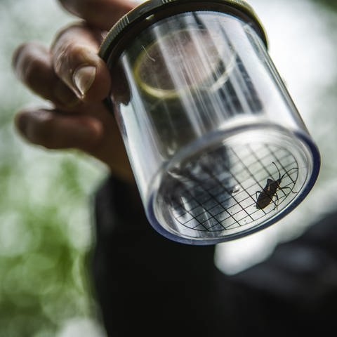 Ein Käfer sitzt im Lupenglas.