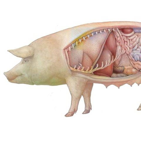Anatomie eines Schweines.