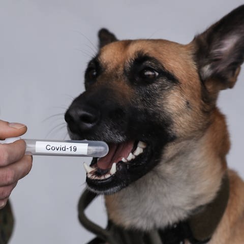 Ein Schäferhund riecht an einem Reagenzglas mit der Beschriftung "Covid-19".