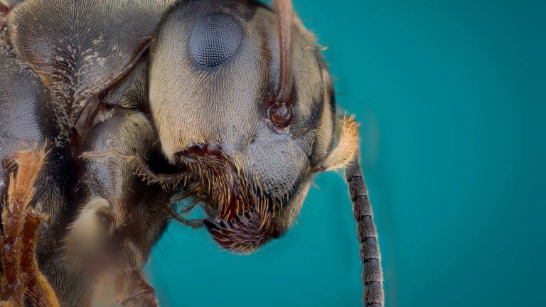 Eine invasive Ameisenart verbreitet sich in Baden-Württemberg. Sie sieht der heimischen Gartenameise (Bild) sehr ähnlich und siedelt sich sogar in Stromkästen an. So sorgte sie mehrfach für Internet- und Stromausfall.