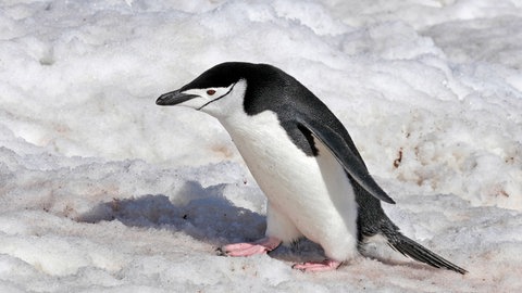 Pinguin geht über vereisten Grund, tags: Glatteis Sturz schützen (Foto: IMAGO, blickwinkel) Pinguin geht über vereisten Grund, tags: Glatteis Sturz schützen
