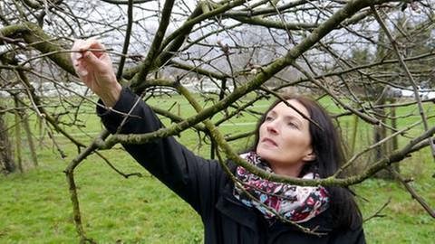 Eine Frau schaut sich die Knospen eines Baumes an (Foto: SWR, SWR -)