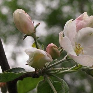 Apfelblüte in Vaasa (Foto: SWR, SWR -)