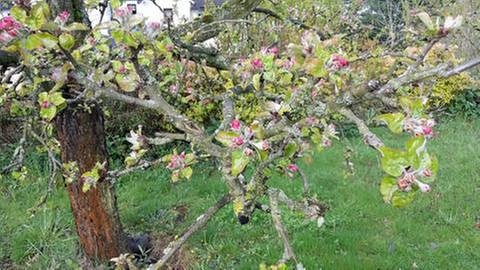 Apfelbaum Bestwig am 4. Mai (Foto: SWR, SWR -)