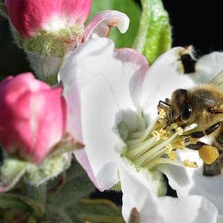 Biene in einer Vollblüte in Mannheim (Foto: SWR, SWR -)