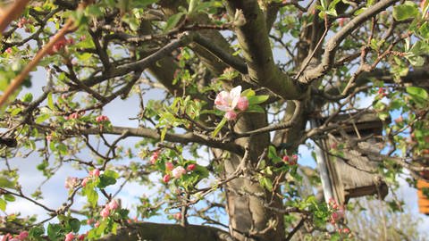 Erste Apfelblüte in Dresden im Frühjahr 2020 (Foto: SWR)