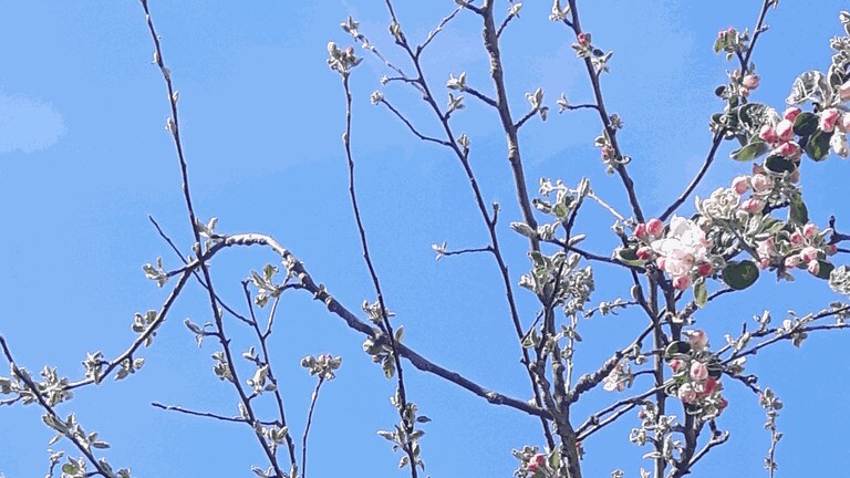 Apfelblüte in Langenargen am Bodensee am 12. April 2020 (Foto: SWR)