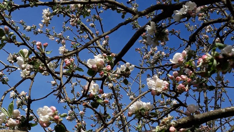 Apfelblüte in Jettenbach am Inn (Foto: SWR)