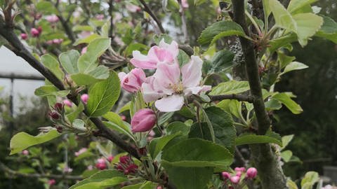 Erste Apfelblüten auf der Nordseeinsel Wangerooge, fotografiert am 27. April 2020. (Foto: SWR)