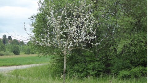Spätblühender Taffet-Apfelbaum in Wolfegg am 23. Mai 2020 (Foto: SWR)