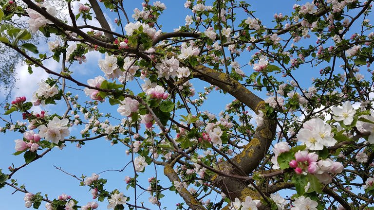 Apfelblüte in Geseke Kreis Soest am 13. April 2020 (Foto: SWR)